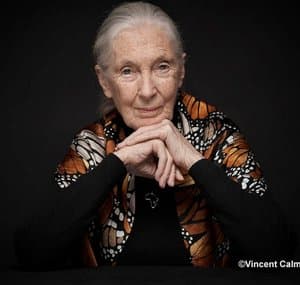 Jane Goodall